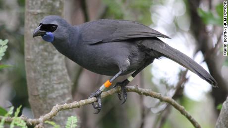 Tiritiri is a Kokako - New Zealand native bird in Matangi Island Wildlife Reserve.