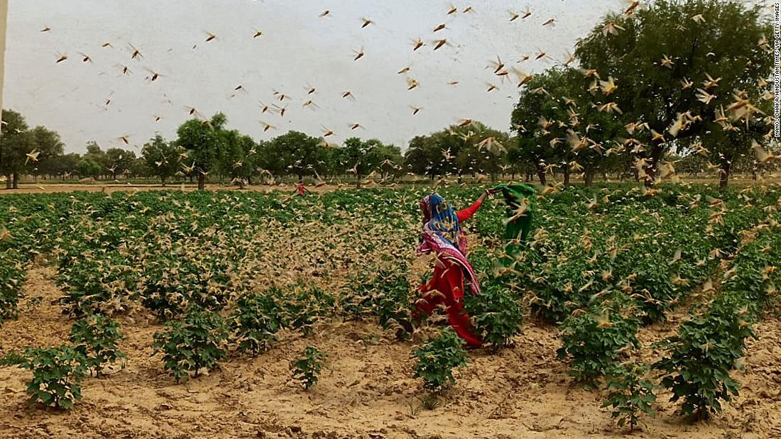 India Grasshopper: Desert Grasshoppers in High Alarm after passing through neighboring Gurgaon New Delhi