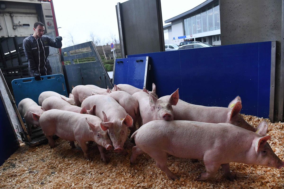 Chinese researchers discover infectious swine flu strain in pigs
