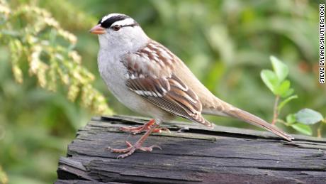 An adult white-crested sparrow for a day. 