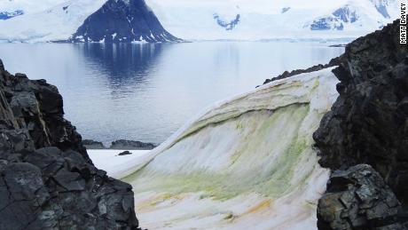 Snow turns green in Antarctica and climate change will get worse