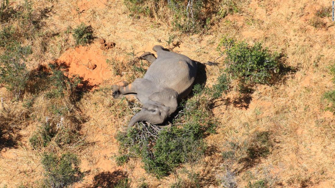 Hundreds of elephants die from mysterious causes in Botswana