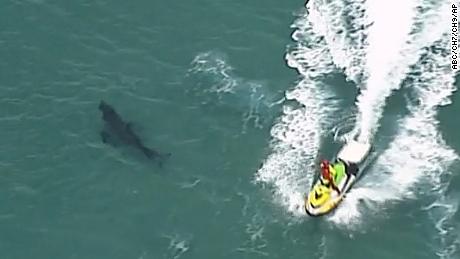 In this video footage, the aerial ski passes over the swimming shark on Sunday, June 7, 2020, in Kingscliff, New South Whales, Australia. 