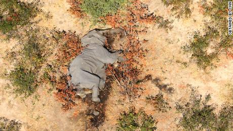 Images obtained by CNN are lying elephants 