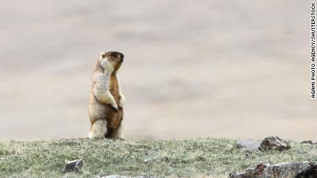 A Tarbagan marmot in the steppes around Lake Khukh in Mongolia.