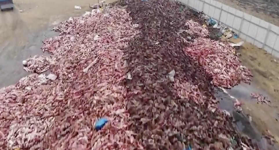 Thousands of dead foxes were tossed into piles after they were clubbed to death and skinned for their fur, aerial footage captured by investigators from animal rights charity Humane Society International has revealed
