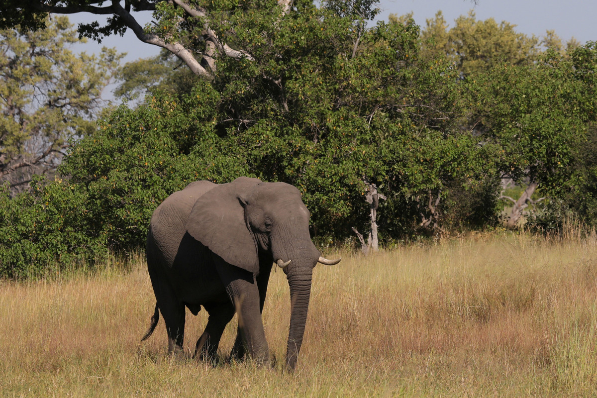 Hundreds of elephants mysteriously die in Botswana