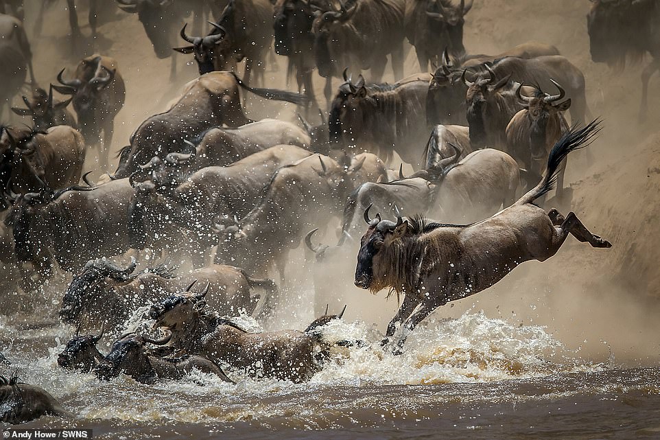 This incredible shot of a leaping wildebeest during the great migration has bagged a British snapper top prize in an international wildlife photography competition