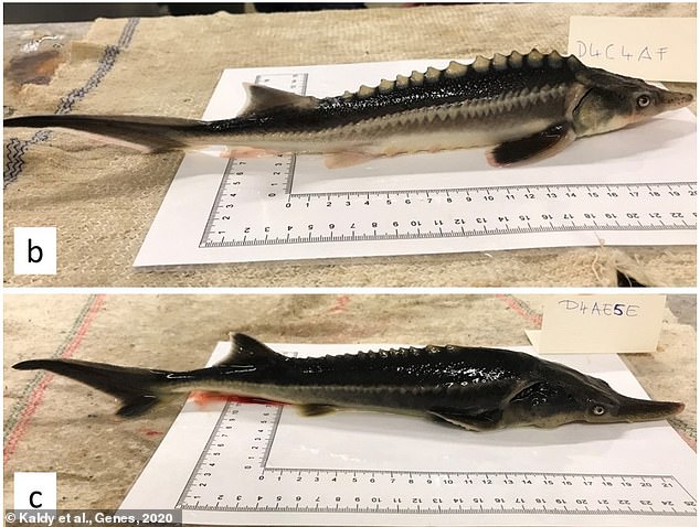 Two examples of the 'offspring' of the Russian Sturgeon and American Paddlefish. Some of the surviving offspring tooked more like sturgeon and others like paddlefish