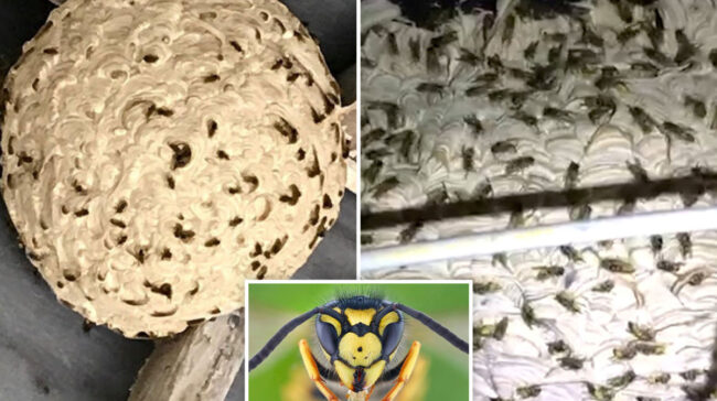 Giant wasp nests 'the size of space hoppers' to invade houses across Britain after summer heatwave fuels swarms