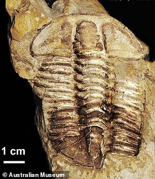 Australian experts have named a newly found species Trilobite - a segmented marine animal 450 million years ago, in honor of photographer Gravialaimene Bakery, Dr. Hu actor Tom Baker.